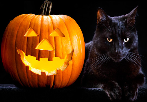 13 черных котов на Хэллоуин