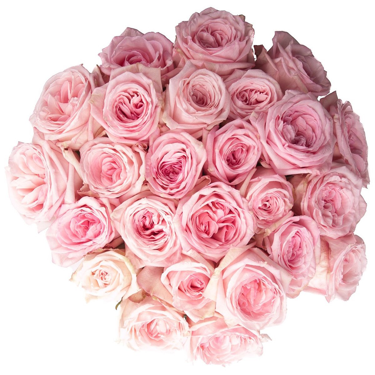 Фото Нежных Розовых Цветов