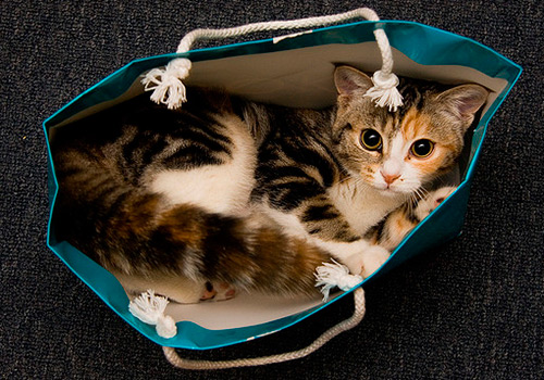 Модная сумка из кота