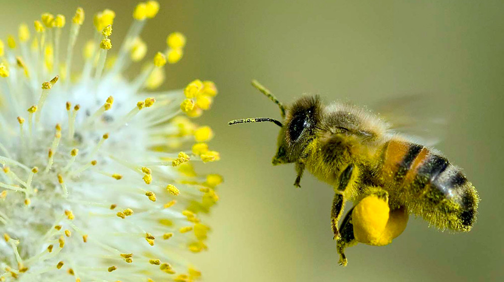 Цветочная пыльца – полезные свойства