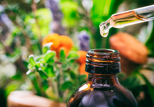 Кедр атласский – эфирное масло и лечебные свойства